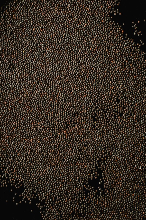 Detailed close-up of mustard seeds with rich texture on a black background.
